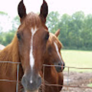 Meet your Posher, Mona